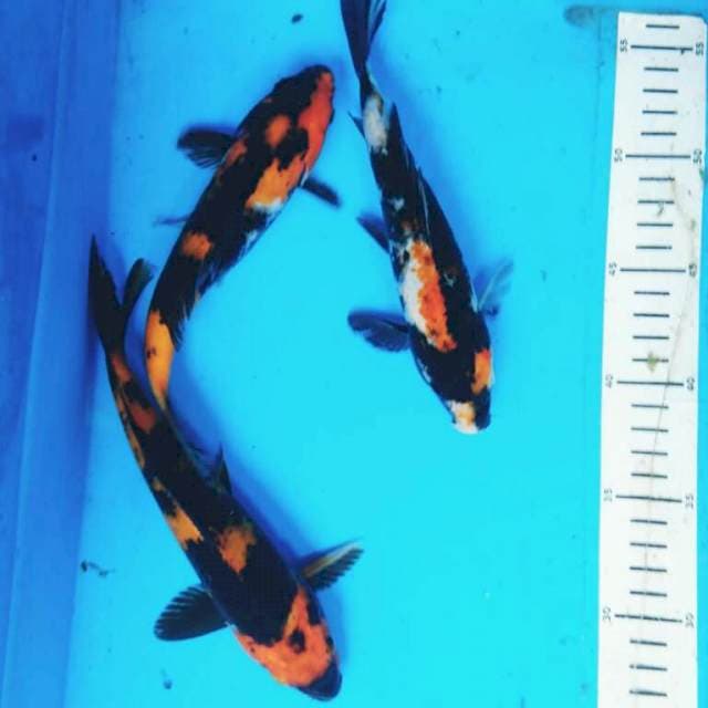 TRIO cantik