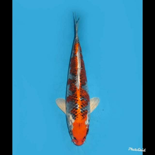 Red Kujaku , 36cm