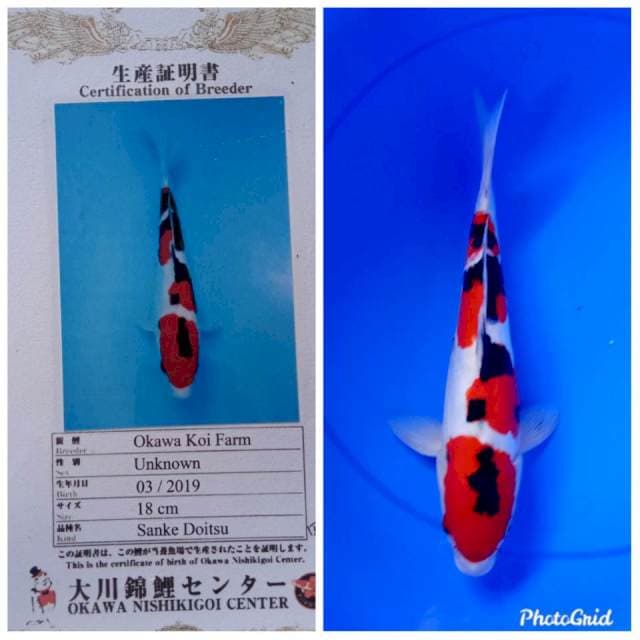 Sanke doitsu import SQ