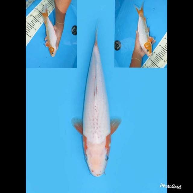 Yuki Koleksi , 30cm