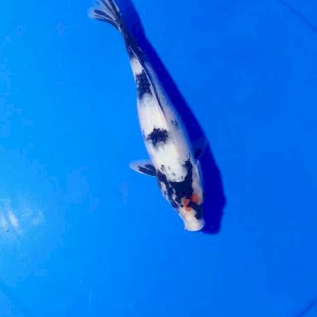 Tanchi showa 26 cm