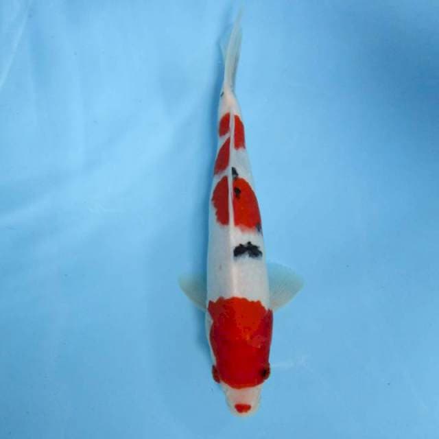 Sanke25cm