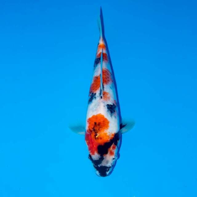 F2 KINDAI SHOWA 24 CM FEMALE