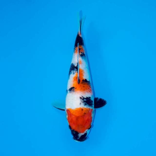 F2 KINDAI SHOWA 26 CM FEMALE