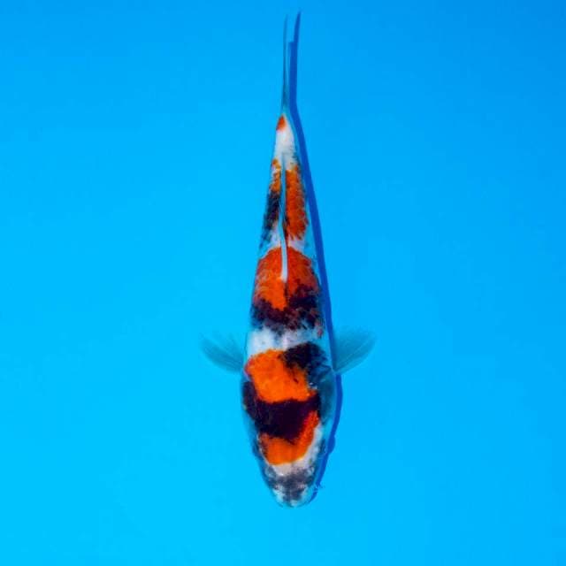 F2 MINI SHOWA 15 CM FEMALE