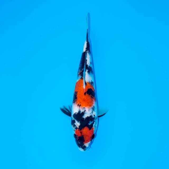 F2 RED MARUTEN SHOWA 25 CM FEMALE