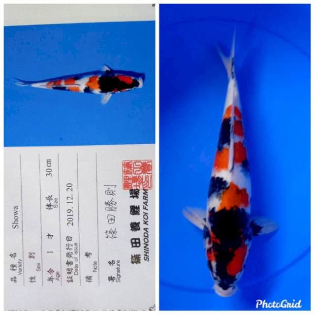 Showa import shinoda