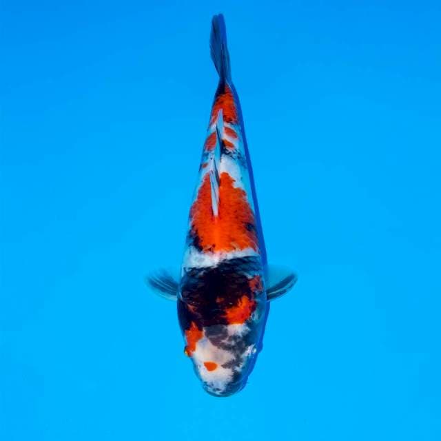 F2 RED SHOWA 26 CM FEMALE
