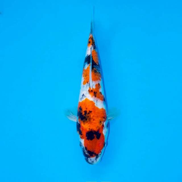F2 SHOWA POLA BAGUS 26 CM FEMALE