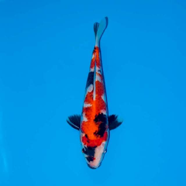 F2 SHOWA RED 24 CM