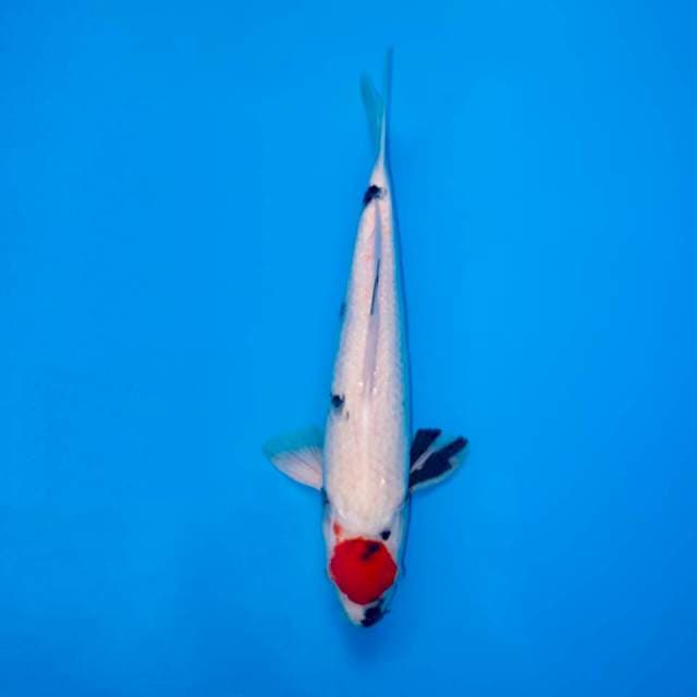 TANCHO SHOWA MALE 43 CM