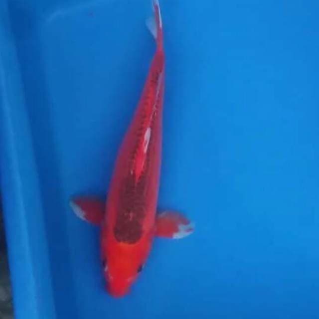 Akamatsuba mantab