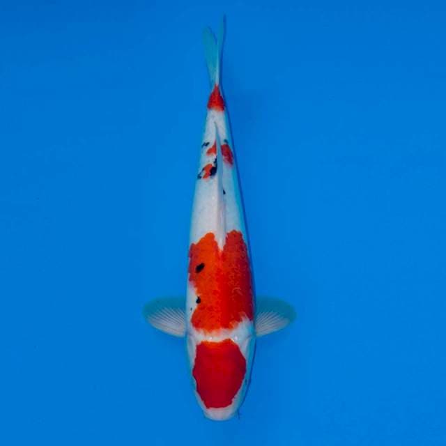 MARUTEN SHOWA TATEGOI 44CM MALE