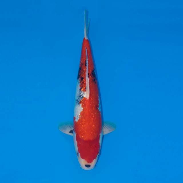 GINRIN SHOWA TATEGOI 39 CM MALE
