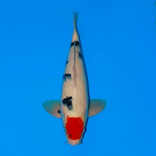 F1 TANCHO SHOWA TATEGOI 45 CM MALE