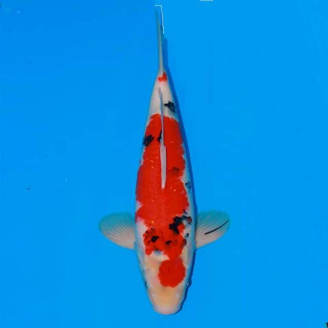 F1 SHOWA TATEGOI 42CM FEMALE