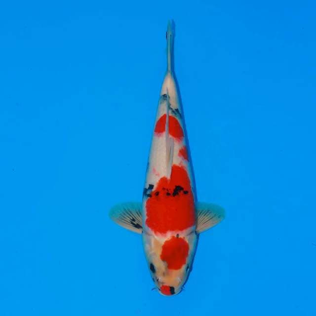 F1 MARUTEN SHOWA TATEGOI 38 CM MALE