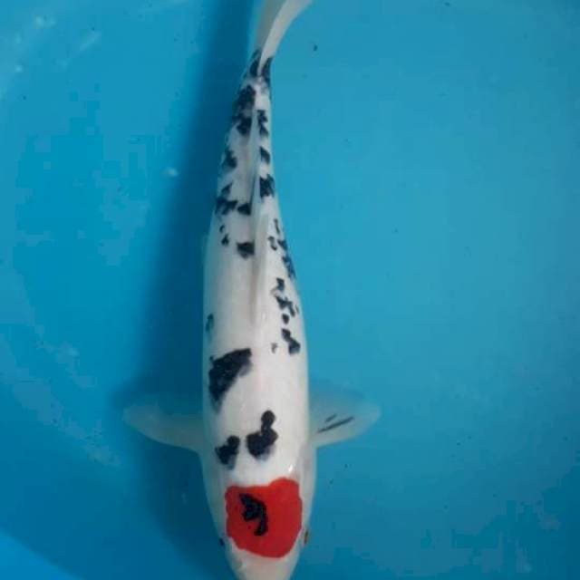 Tancho 35 cm