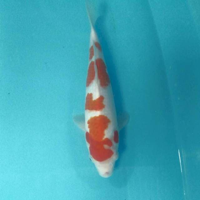 Kohaku, 29 cm