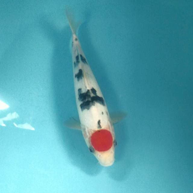 Tancho Sanke, 28 cm