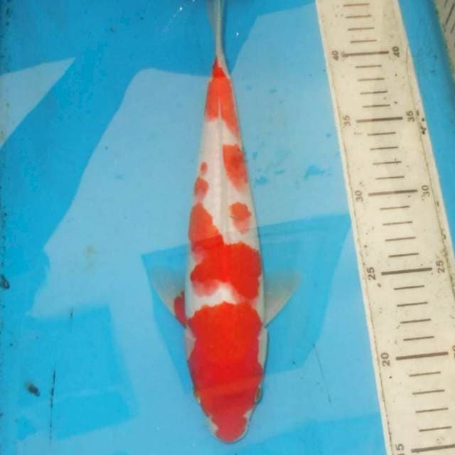 30cm KOHAKU