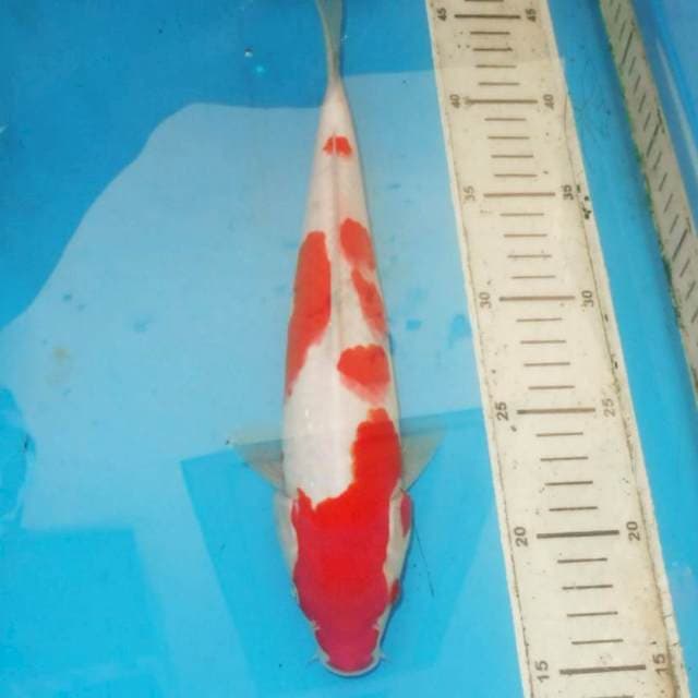 32cm KOHAKU red strong