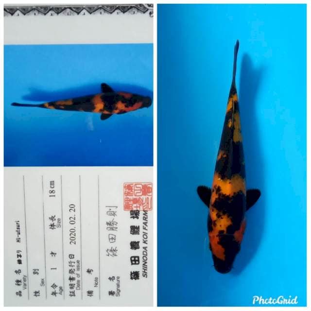 Hi utsuri new tosai shinoda farm