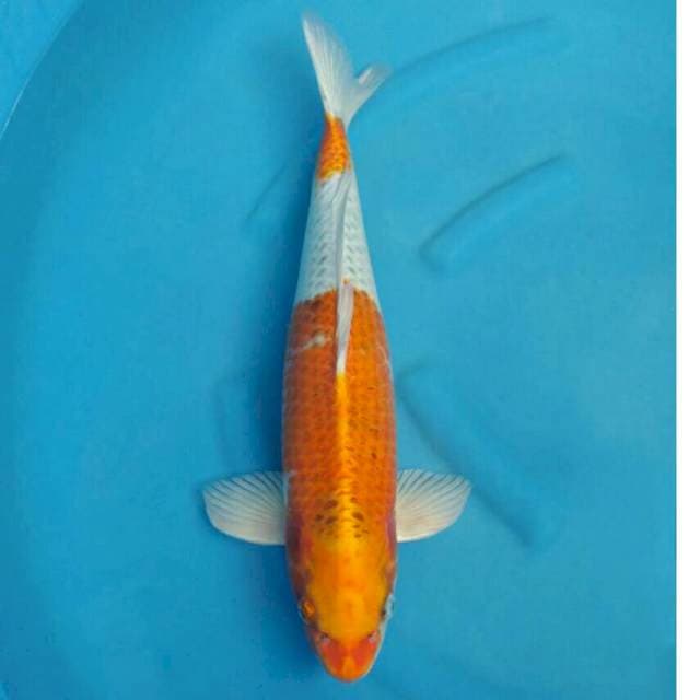 Okawa Jumbo Female Kujaku