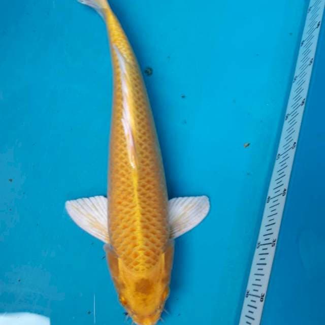 Yamabuki ogon