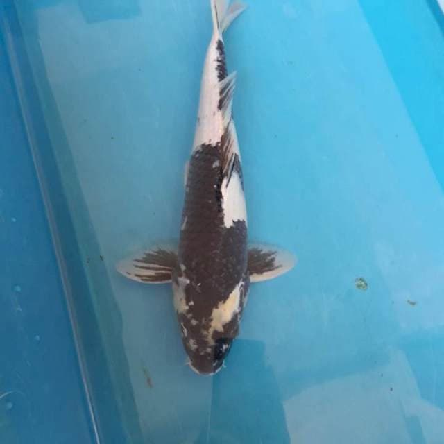 Shiro sumi finish male