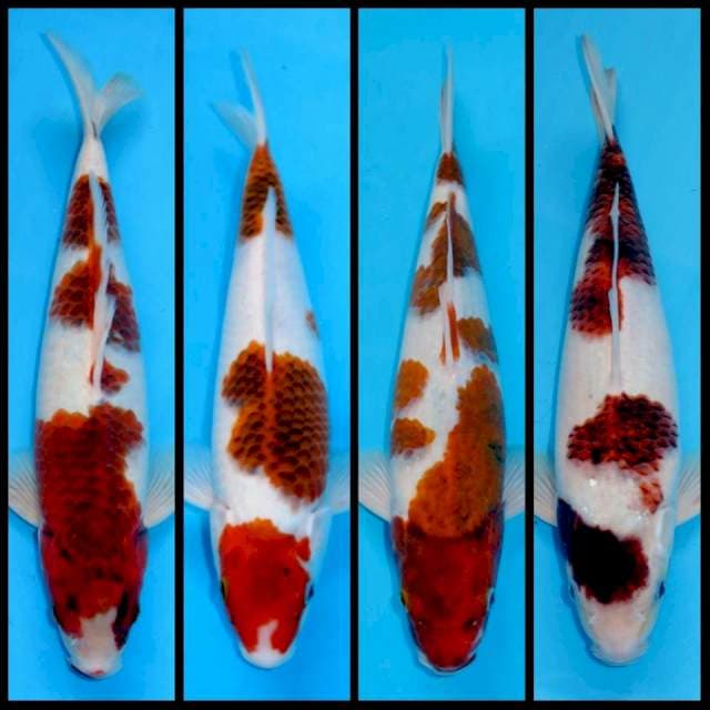 GOROMO