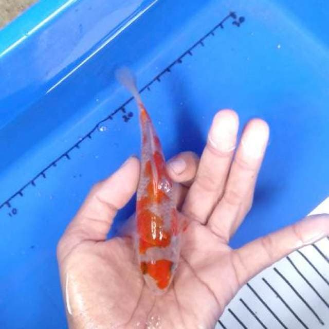 Ochiba sigure 15 cm