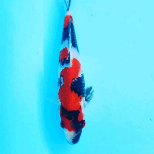 Showa sansoku23cm