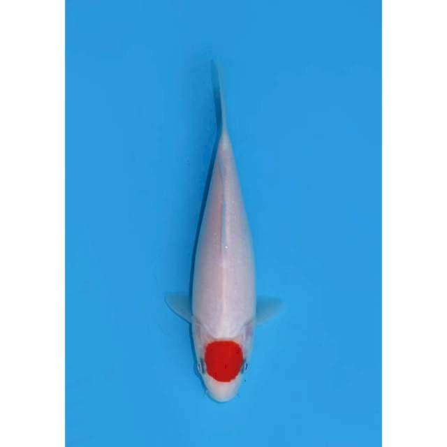 Baby Tancho Kohaku Ori - 19cm