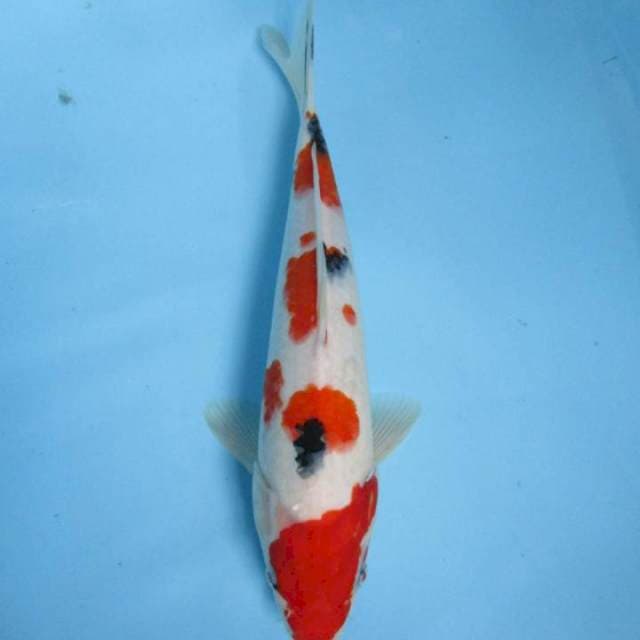 Sanke28cm
