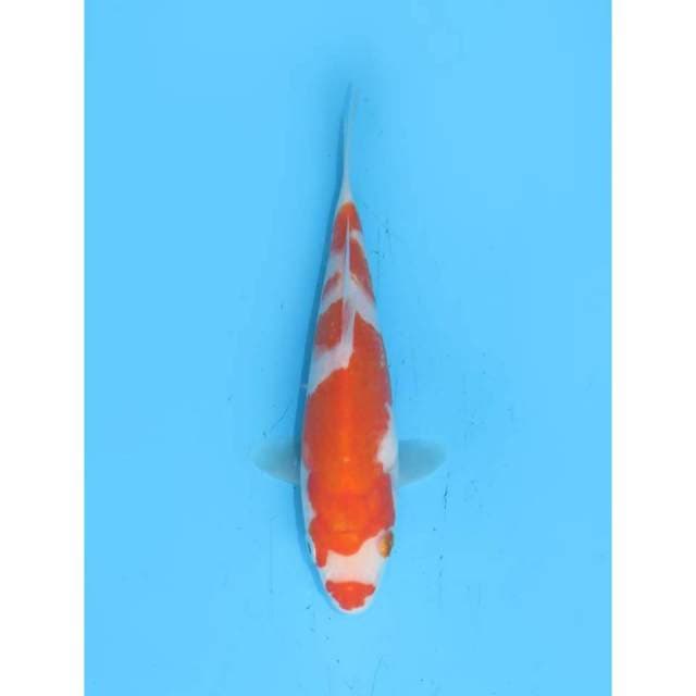 Baby Kohaku Ori - 18cm