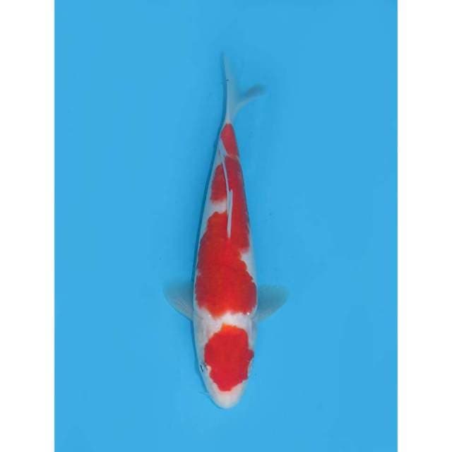 Red Nidan Kohaku - 18cm