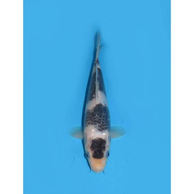 Sumi Goromo - 20cm