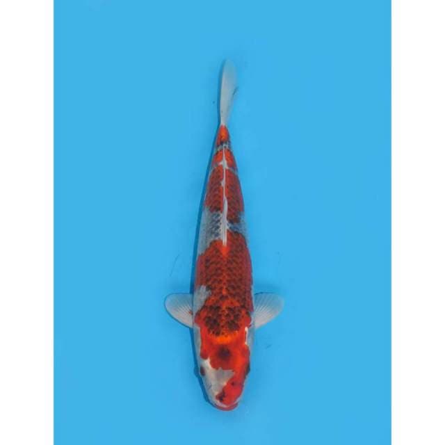 Red Ghosiki - 32cm Male