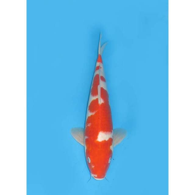 Jumbo Kohaku - 42cm Male