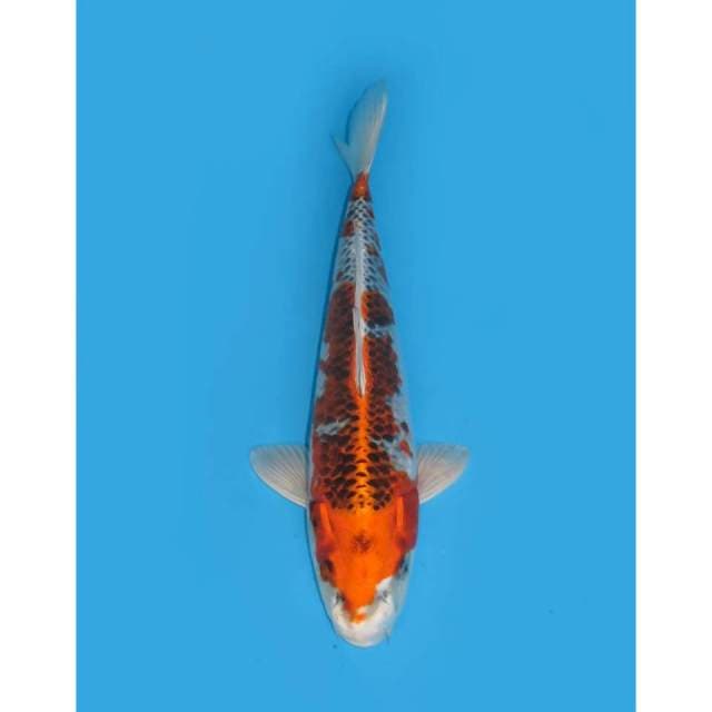Kujaku - 37cm male