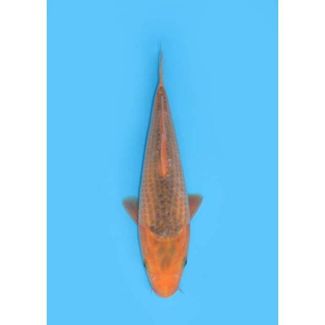 Aka Matsuba - 28cm