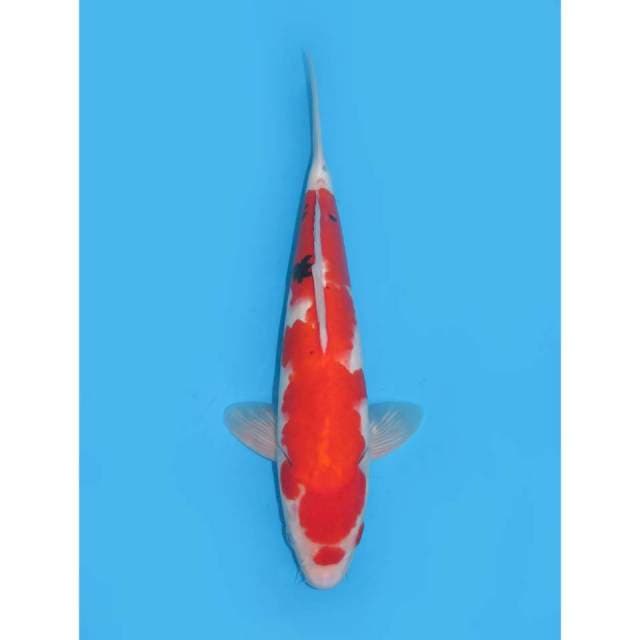 Red Sanke - 35cm Male