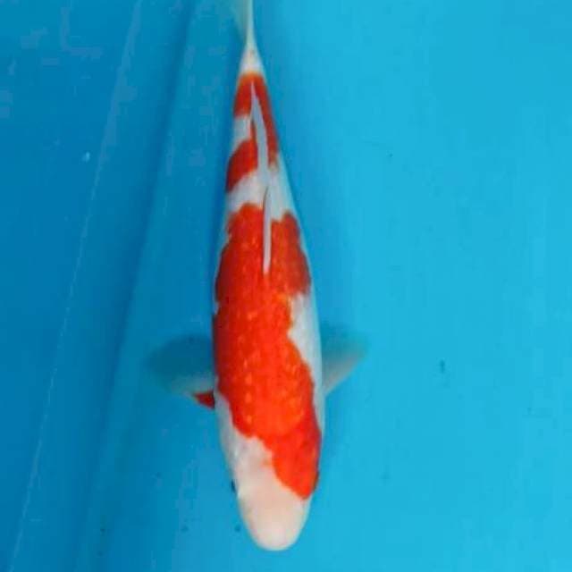 Ikan MUDA