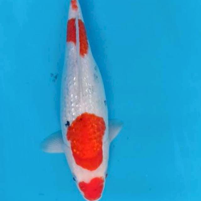 Ikan MUDA