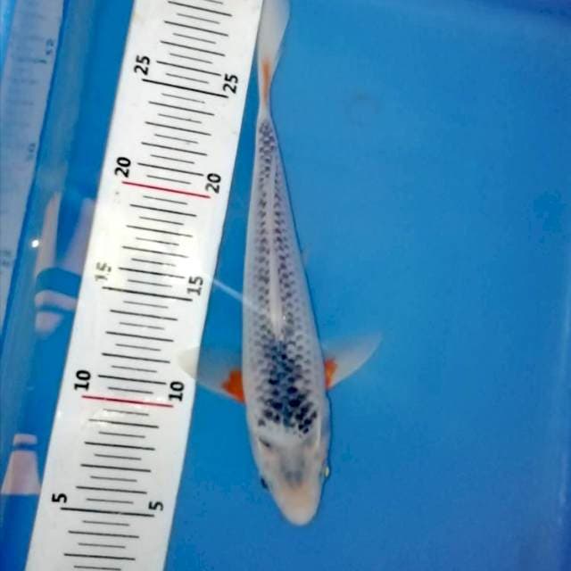 26cm Asagi