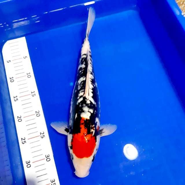 Benikumon 38cm