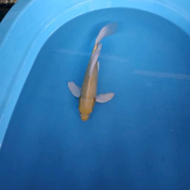 Kumpay ogon 32cm