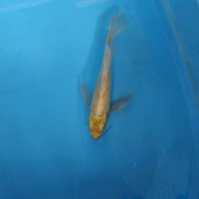 Kumpay wasabi 32cm