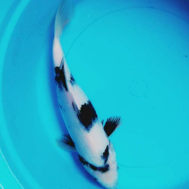 Shiro 31cm